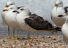 1cy fuscus in August, ringed in Finland. (81365 bytes)